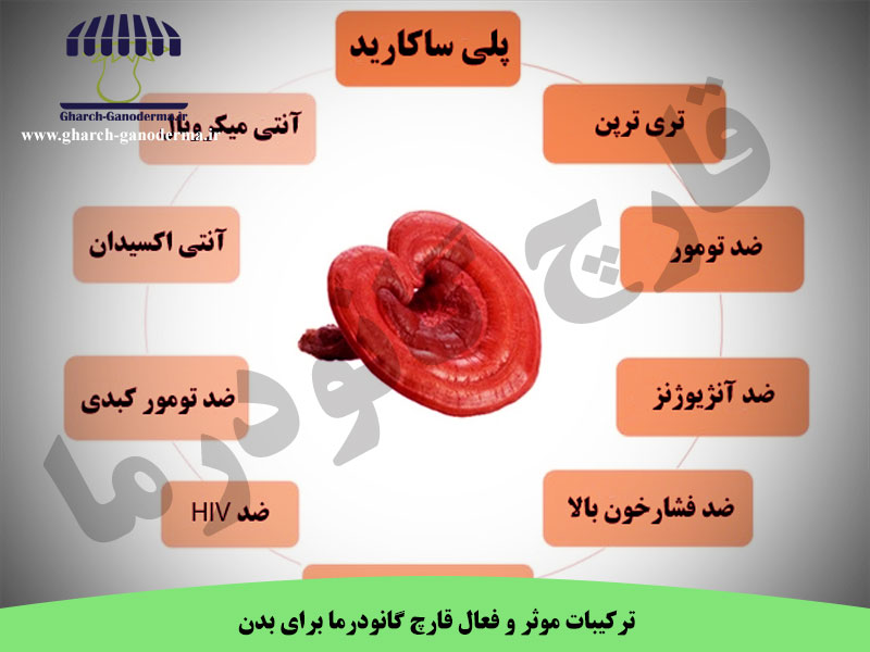 درمان تومورهای ریه با قارچ گانودرما