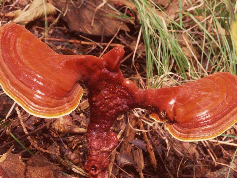 تاثیر قارچ گانودرما بر بهبود گردش خون