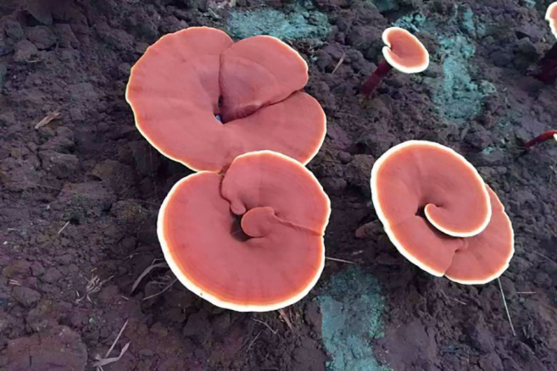 تولید آنتی بادی در بدن با مصرف قارچ گانودرما