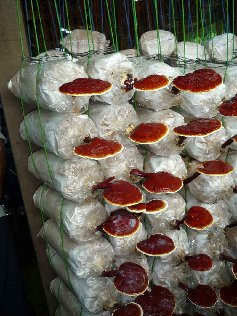 پرورش قارچ گانودرما