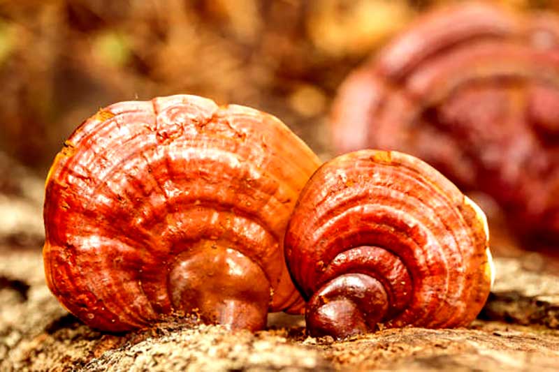 عوارض قارچ گانودرما