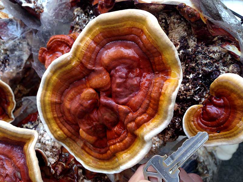 پرورش قارچ گانودرما