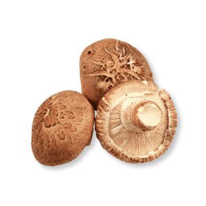 قارچ شیتاکه