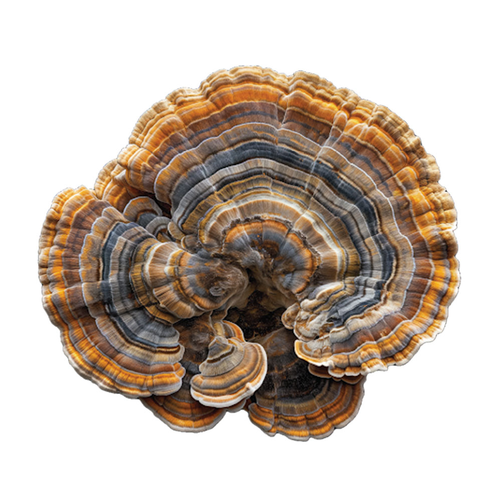 قارچ دم بوقلمون