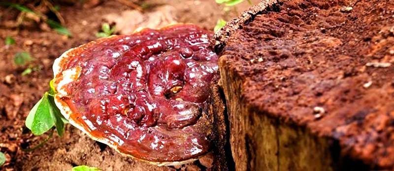 عوارض قارچ گانودرما