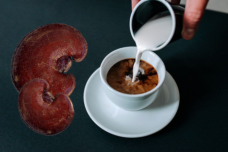 قهوه گانودرما و لاغری