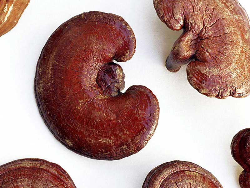 قهوه گانودرما و لاغری