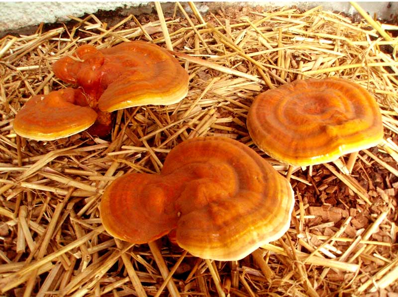 پرورش قارچ گانودرما