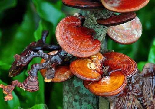 کاهش واکنش های آلرژیک با مصرف گانودرما