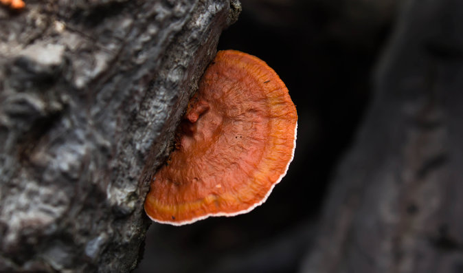 قارچ گانودرما