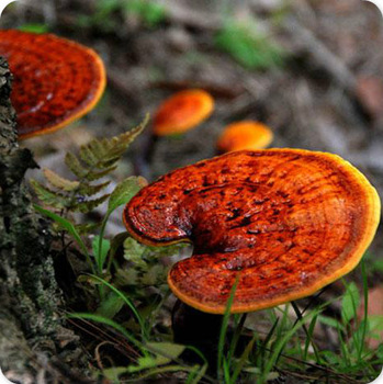 قارچ گانودرما و افزایش هموگلوبین در بدن