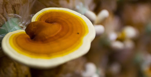 قارچ گانودرما