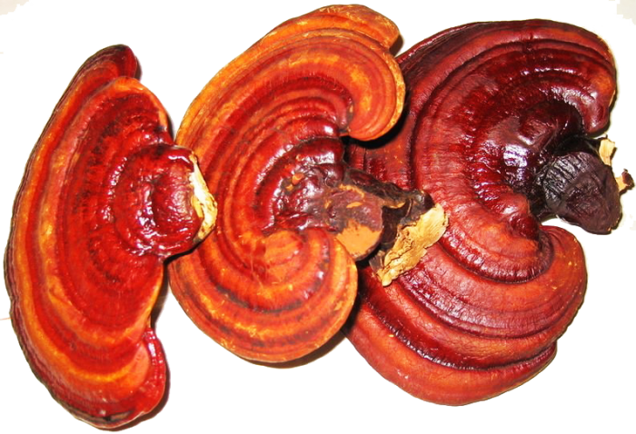 قارچ گانودرما