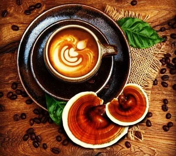 خواص قهوه گانودرما