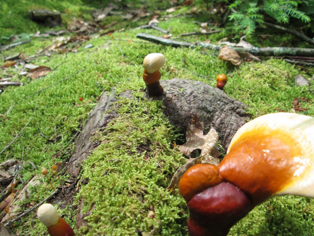 قارچ گانودرما و دیابت نوع 2