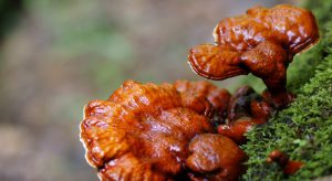 قارچ گانودرما