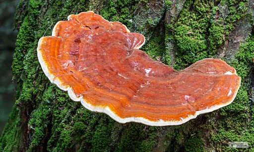 قارچ گانودرما و افزایش سوخت وساز