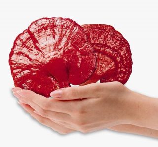 قارچ گانودرما و آرتروز