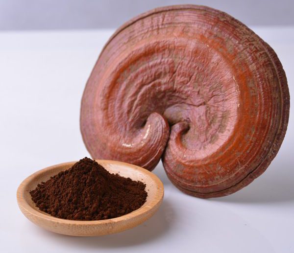 پودر قارچ گانودرما