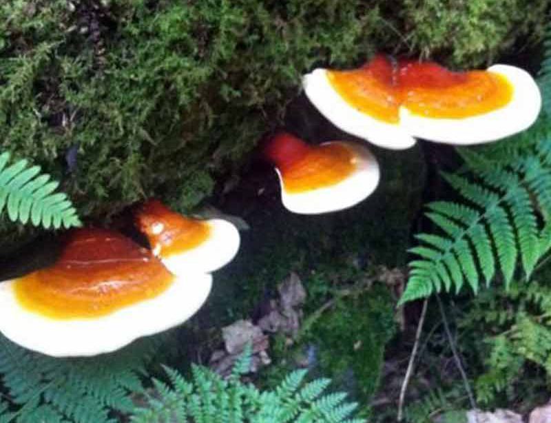 قارچ گانودرما