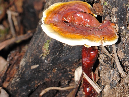 قارچ گانودرما