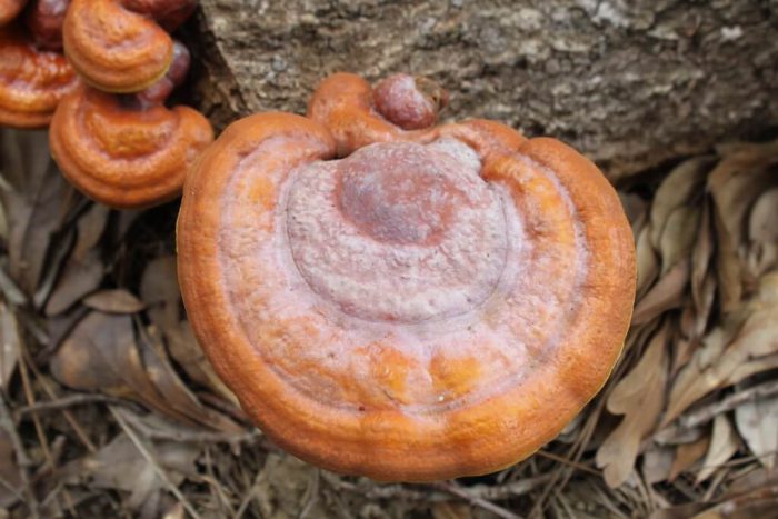 قارچ گانودرما