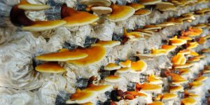 قارچ گانودرما