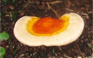 قارچ گانودرما و تقویت عضلات