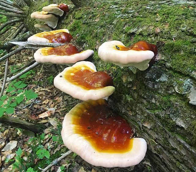 قارچ گانودرمای جنگلی