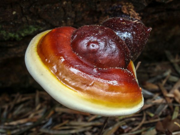 قارچ گانودرما