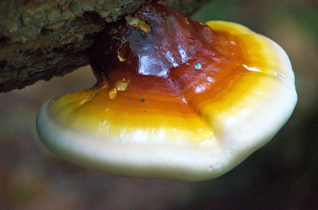 قارچ گانودرما