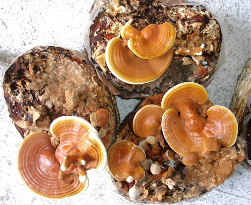 قارچ گانودرما