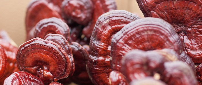 قارچ گانودرما