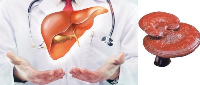 قارچ گانودرما و هپاتیت