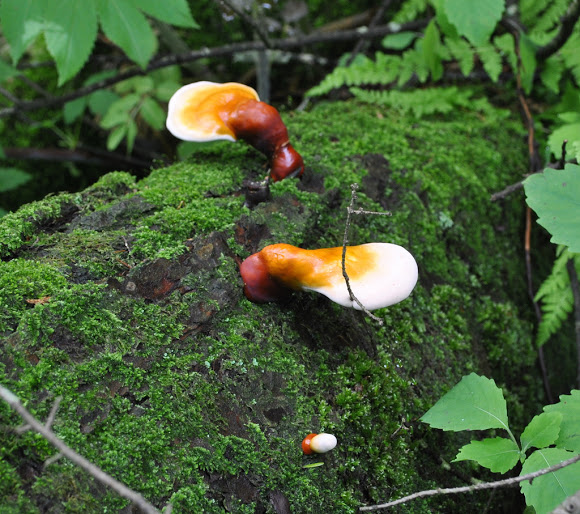 قارچ گانودرما