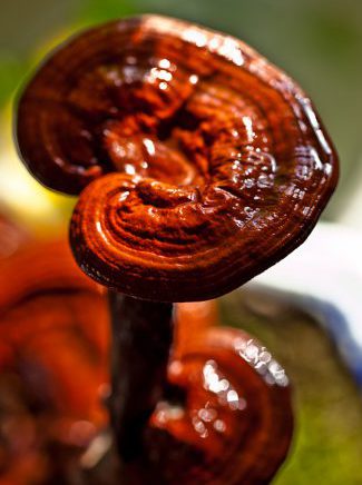 قارچ گانودرما