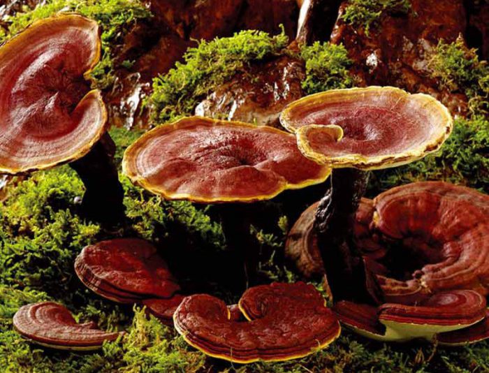 قارچ گانودرما