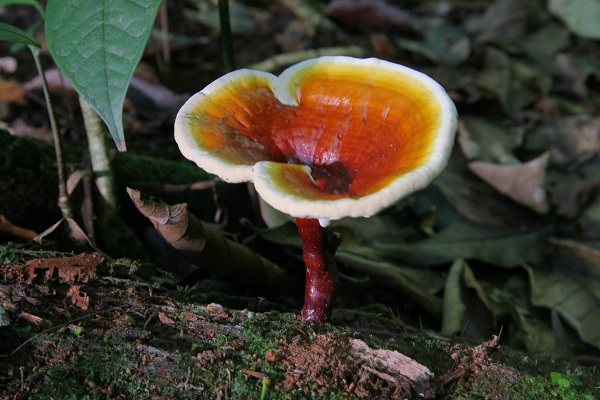 قارچ گانودرما