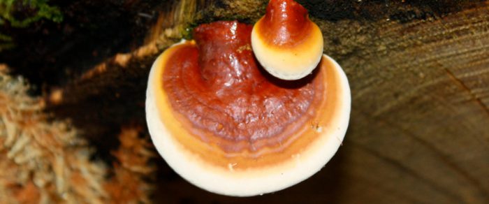 قارچ گانودرما