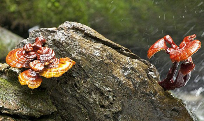 قارچ گانودرما