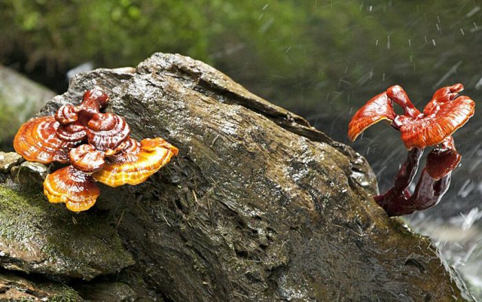 قارچ گانودرما