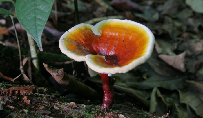 قارچ گانودرما