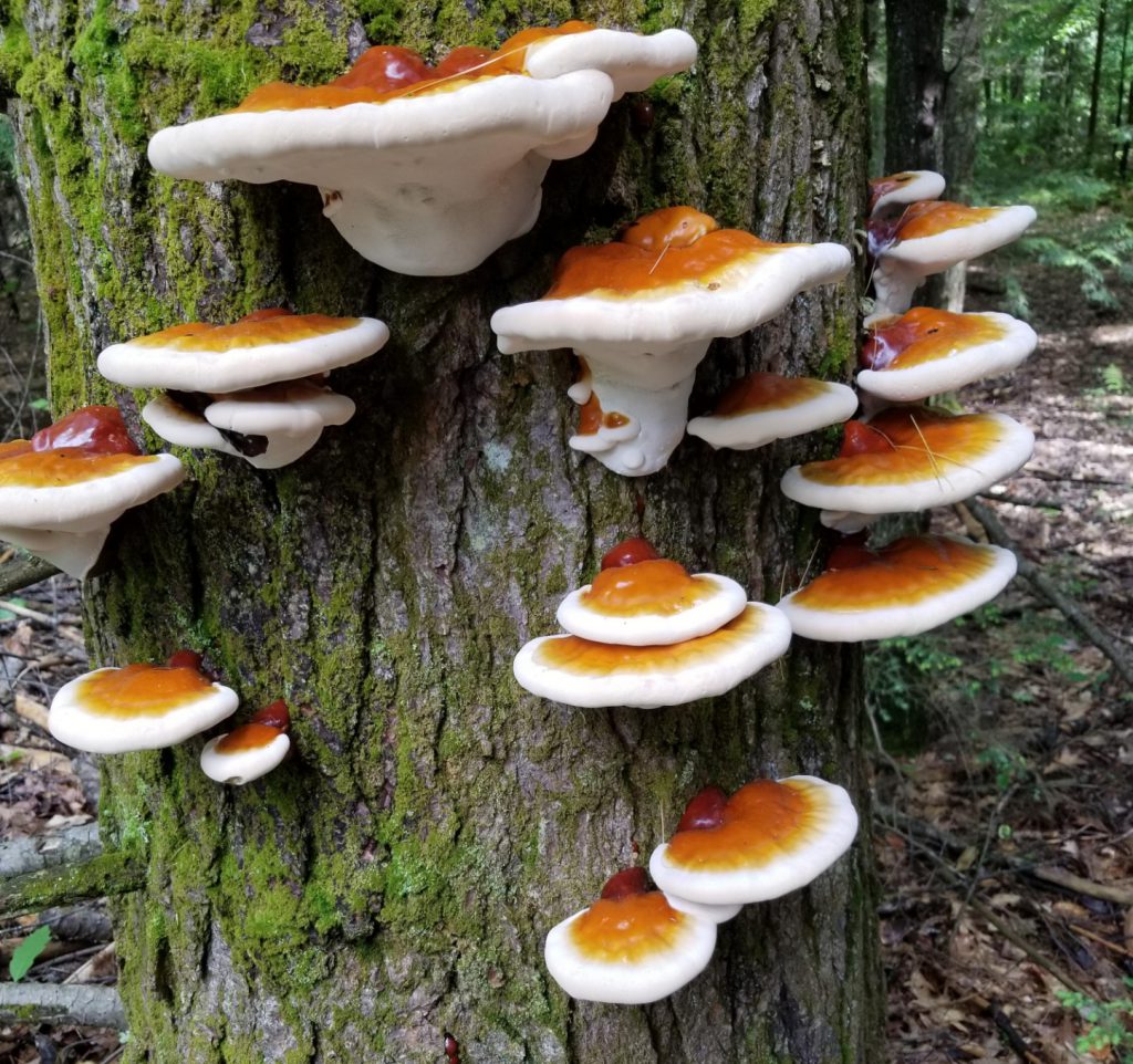 قارچ گانودرما