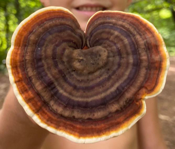 تأثیر قارچ گانودرما بر سر سرطان سینه