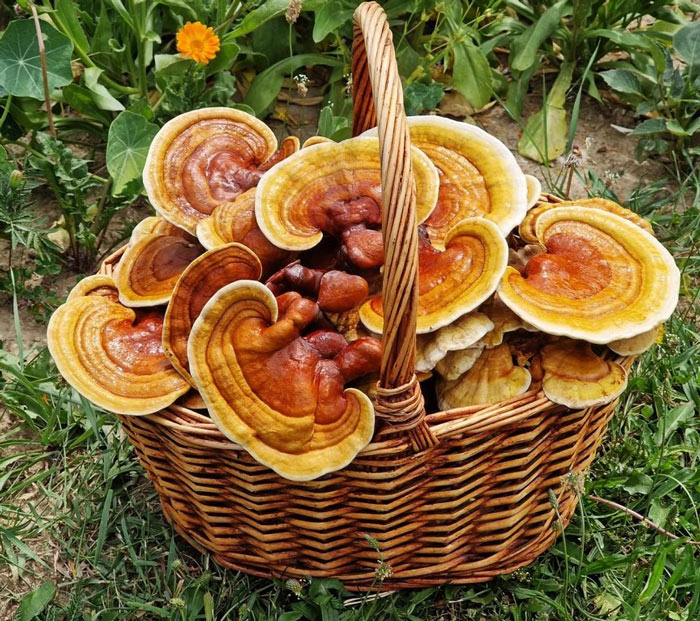 قارچ گانودرما