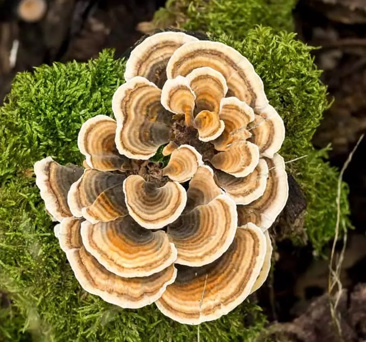 قارچ دم بوقلمون