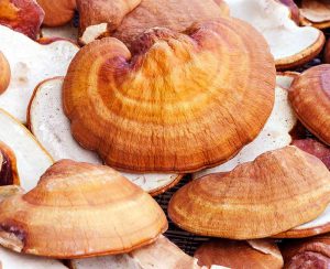 قارچ گانودرما