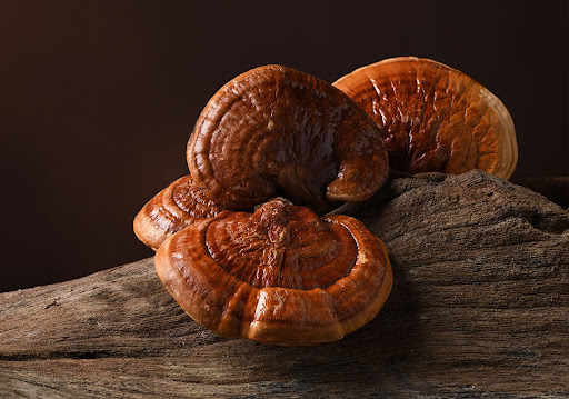 قارچ گانودرما