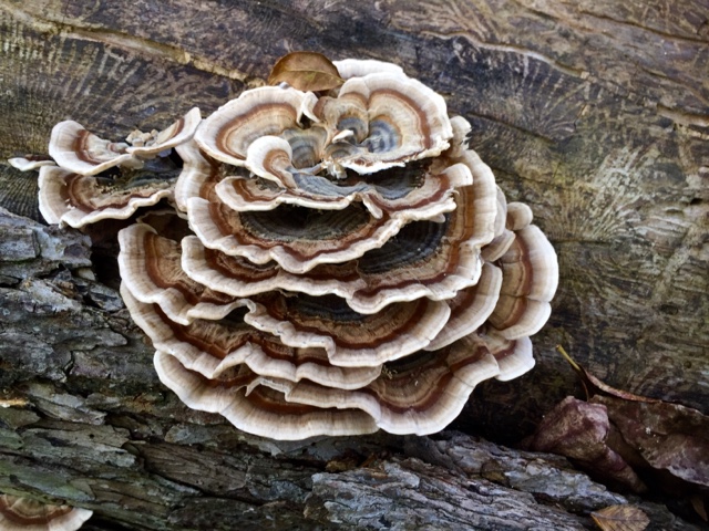 قارچ دم بوقلمون