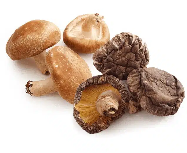 قارچ شیتاکه